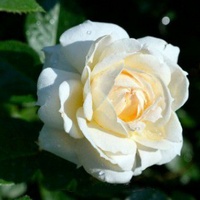 articul-A81502