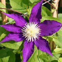 articul-A82962